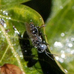 Tachysphex terminatus