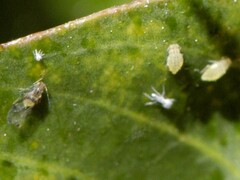 Sarucallis kahawaluokalani