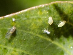 Sarucallis kahawaluokalani