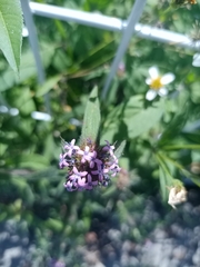 Crusea hispida