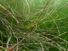 Heterostichus rostratus