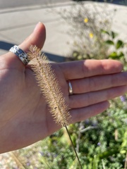 Setaria pumila