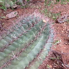 Ferocactus recurvus recurvus