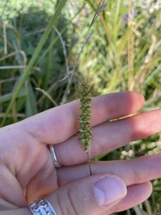 Setaria pumila