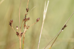 Juncus gerardi