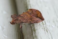 Pseudeva purpurigera