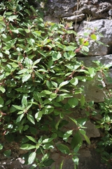 Parietaria judaica