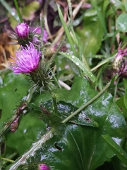 Carduus crispus