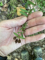 Hypericum hypericoides