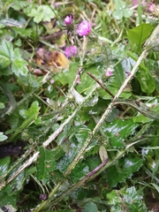 Carduus crispus