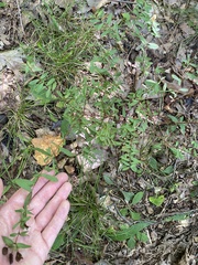 Hypericum hypericoides