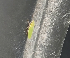 Draeculacephala robinsoni