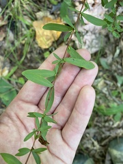 Hypericum hypericoides