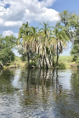 Phoenix reclinata image