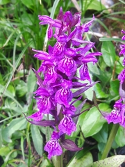 Dactylorhiza lapponica