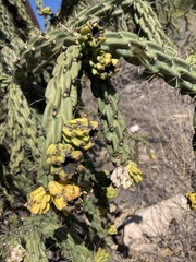 Cylindropuntia