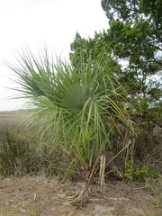Arecaceae