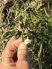 Oenothera filiformis