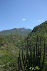 Stenocereus thurberi