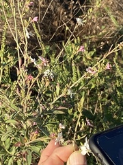 Oenothera filiformis