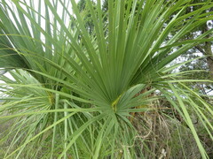 Arecaceae
