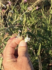 Oenothera filiformis