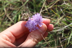 Scabiosa canescens