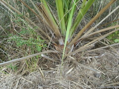 Arecaceae