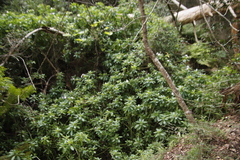 Impatiens sodenii