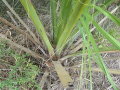 Arecaceae