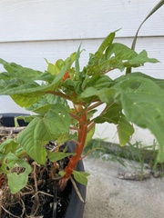 Amaranthus viridis