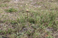 Carlina vulgaris