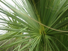 Arecaceae