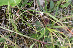Asperula cynanchica
