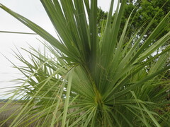 Arecaceae