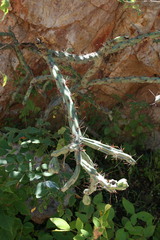 Cylindropuntia thurberi