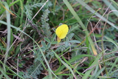 Chamaecytisus ratisbonensis