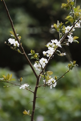 Prunus