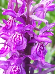 Dactylorhiza lapponica