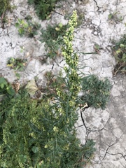 Artemisia biennis