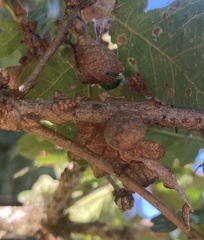 Burnettweldia washingtonensis