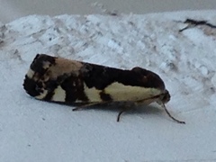 Tarache augustipennis