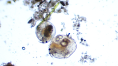 Chydorus