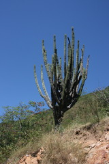 Pachycereus pecten-aboriginum