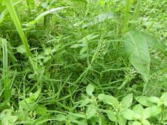 Eragrostis hypnoides