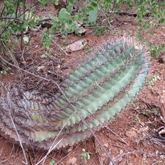 Ferocactus recurvus recurvus