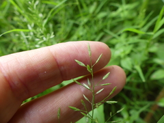 Eragrostis hypnoides