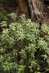 Impatiens sodenii