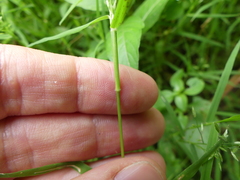 Eragrostis hypnoides