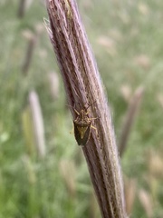 Oebalus